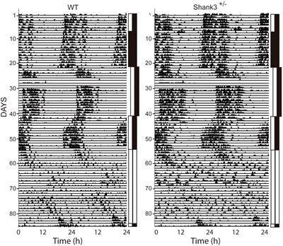 Altered Light Sensitivity of Circadian Clock in Shank3+/– Mouse